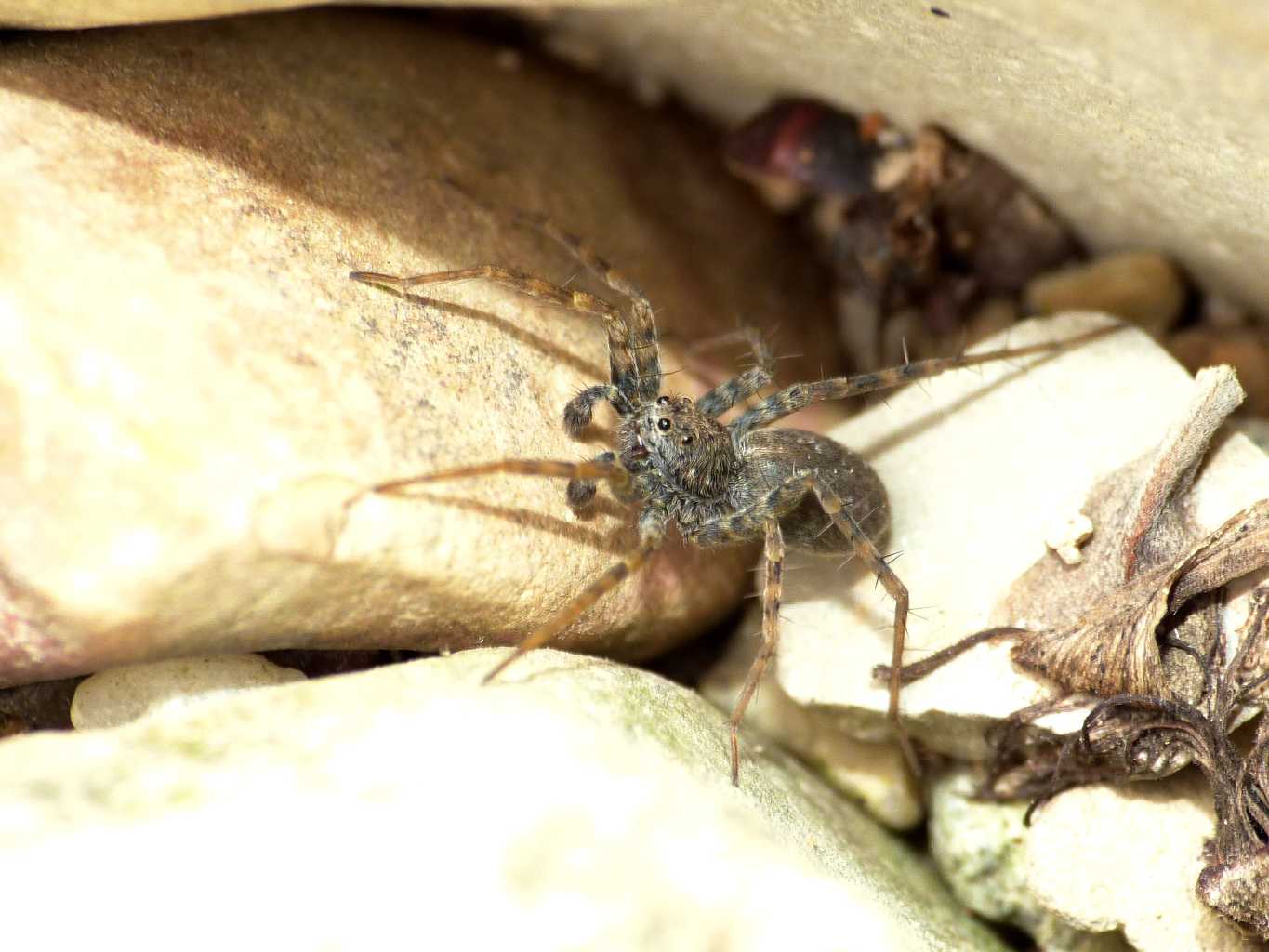 Pardosa wagleri - Tolfa (RM)